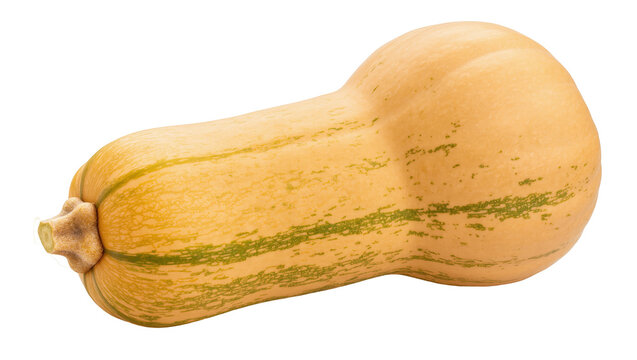 Vibrant butternut squash with light green markings, a healthy seasonal vegetable