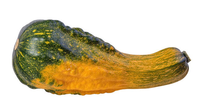 Unusual green and yellow gourd with distinctive rippled texture for autumn decoration