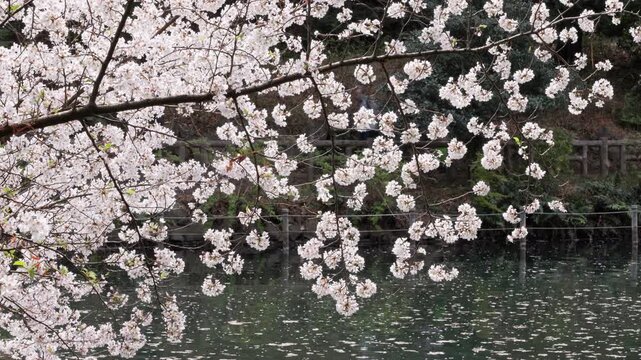 Spring in Tokyo : Large Branches of Yoshino Cherry Trees Overhanging the Water's Surface with Sakura Petals Floating on the Water  |  Inokashira Park, Kichijoji, Tokyo, Japan