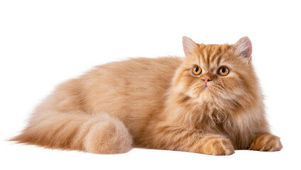 Fototapeta premium Adorable fluffy ginger Persian cat resting calmly, with expressive golden eyes and soft fur