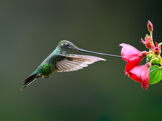Fototapeta premium Sword-billed Hummingbird Feeding from Red Flower while Hovering