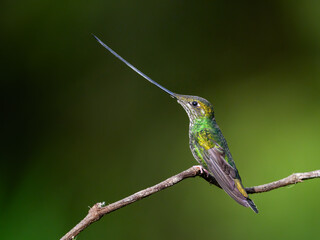Fototapeta premium Sword-billed Hummingbird Perched on Branch with Long Bill Displayed