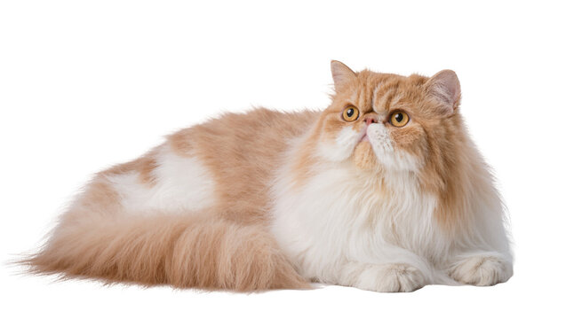 Adorable long-haired orange and white Persian cat with big golden eyes looking curious