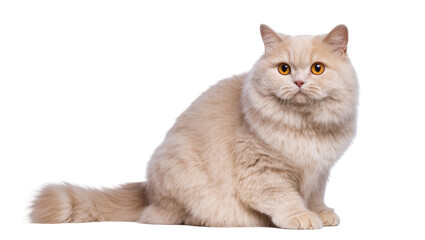 Obraz premium Gentle British Shorthair cat with fluffy cream fur and bright orange eyes sitting calmly