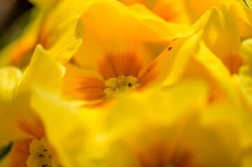 gelbe Primel, Schlüsselblume © Peter