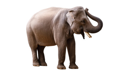 Obraz premium Graceful Asian elephant with trunk raised, showcasing its impressive tusks, full length