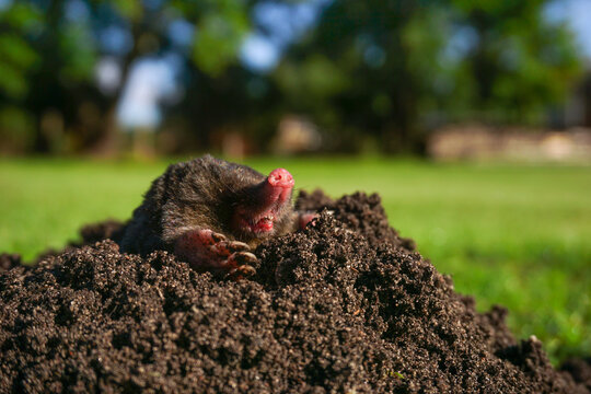 Wild mole emerging from fresh dark molehill mound on green lawn, garden pest control, lawn care services, and landscaping damage awareness