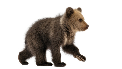Adorable young brown bear cub walking gracefully in profile on a clean studio setting © Michal
