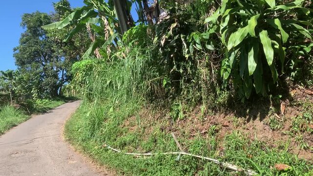 Peaceful Rural Environment of West Java With Lush Vegetation, and Calm Atmosphere in Indonesian Countryside West Bandung Regency West Java, Indonesia