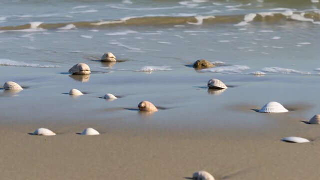 Lapping surf flooding cluster of small dome-shaped seashells on sandy shoreline, creating wet halos
