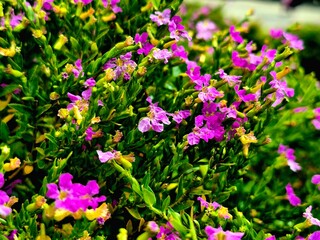 Obraz premium Small Purple Mexican Heather Blossoms in Summer Garden