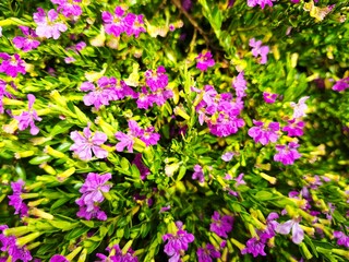 Obraz premium Small Purple Mexican Heather Blossoms in Summer Garden