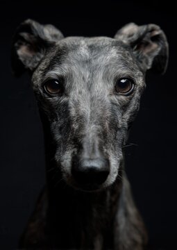 Beautiful studio portrait of a Barzoi dog with elegant posture and soft lighting.