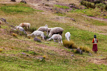 Naklejka premium Llama in the fields near Puno, Peru (Lama glama)