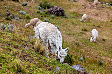 Naklejka premium Llama in the fields near Puno, Peru (Lama glama)