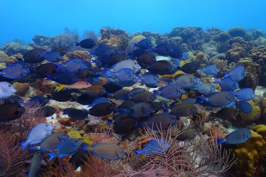 School of blue fish (surgeonfish or tang) on the tropical reef. Blue ocean and marine life. Water, fish (Acanthuridae) and corals. Underwater photography from scuba diving on the healthy coral reef.