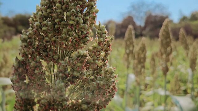 Golden-brown and green seed heads crown these sturdy sorghum plants in a sun-drenched field. The jowar is reaching full maturity, showcasing a productive season with thick foliage and grain ready to b