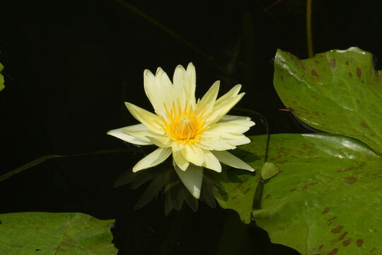 Yellow Water Lily under the sun-Nymphaea Mexicana Zucc.; Nymphaea Sunrise Yellow Water Lily; Water Lily Yellow