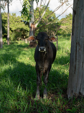 Gado de corte, bezerro Nelore