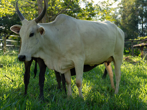 Gado de corte, Nelore pastando, bezerro mamando