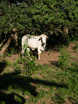 Gado de corte, Nelore pastando em baixo do p&eacute; de goiaba
