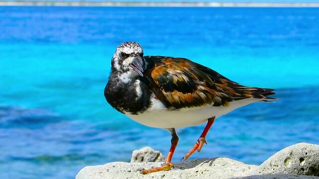 Small shore beach bird ruddy turnstone on the sun near the sea with waves on background. Caribbean bay animal scene. Exotic island beach.