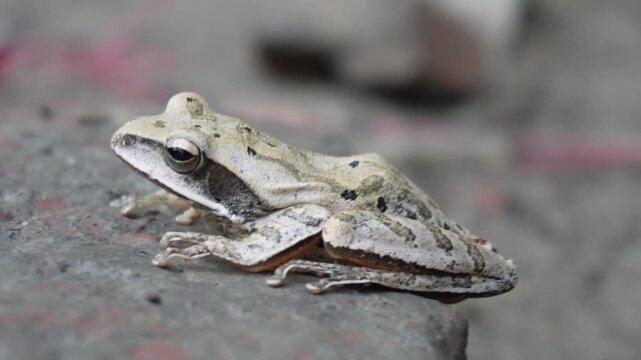 Common Indian Tree Frog