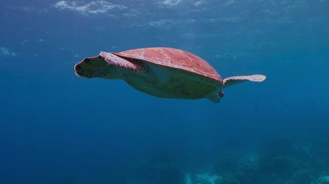 Sea turtle in the murky water. Swimming turtle (Chelonia Mydas) and underwater coral reef in the current. Underwater animal - tortoise - and blue seascape with reef. Marine life, scuba dive footage.