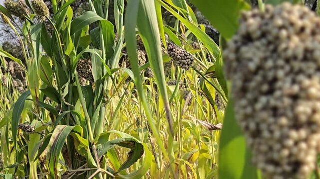 Wide green leaves and ripening panicles define this sorghum landscape. The jowar plants are at peak growth, with many heads turning a rich bronze color, indicating the final stages of the grain-fillin