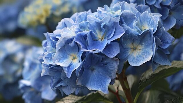 Close-up of vibrant blue hydrangea flowers in full bloom, macro shot of beautiful garden blossoms with soft bokeh background.
