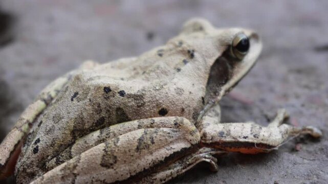 Indian tree frog Polypedates maculatus in closeup