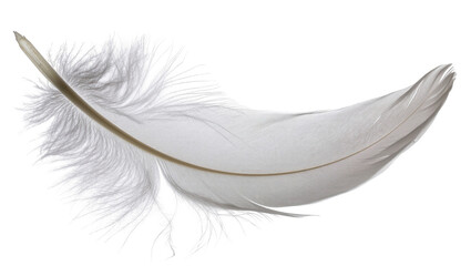 Elegant and soft white feather with a gentle, graceful curve and delicate texture © Miguel