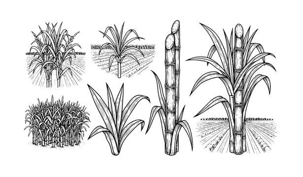 Vintage sugarcane plant engraving icon collection with field illustration black and white vector set