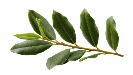 Fresh vibrant green bay leaves on a slender branch, a fragrant culinary spice herb © Miguel