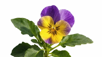 Fototapeten Stiefmütterchen Beautiful vibrant purple and yellow pansy flower with lush green leaves, elegant studio shot  © Miguel