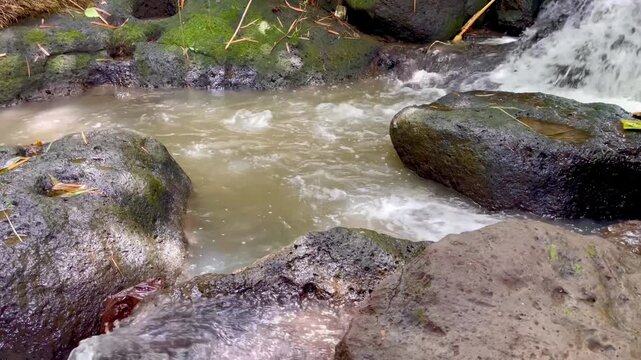 Balinese offering beside a flowing forest stream