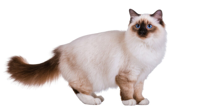 Purebred Birman cat showcasing its beautiful coat, markings, and captivating blue eyes