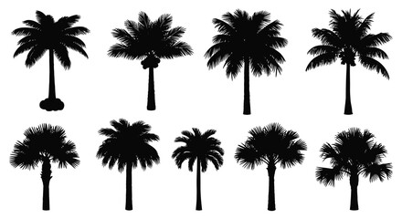 A collection of tropical palm trees depicted in striking black silhouettes against a white background silhouette high quality professional detailed modern © CreativeAlim02