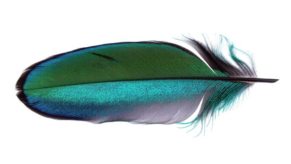 Beautiful exotic bird feather displaying stunning iridescent green, blue, and purple colors. © Antonio