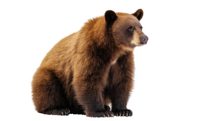 Adult brown bear with striking fur, sitting upright and looking alertly to the right. © Antonio