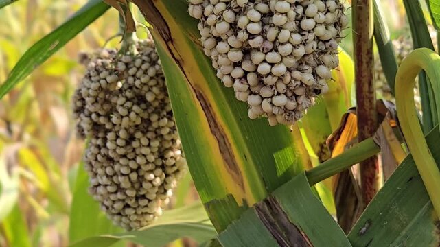 Sorghum is recognized for its drought tolerance, making it a valuable crop in arid regions. The heavy, mature panicles (seed heads) packed with starchy white grains.
