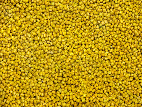 Close up of corn kernels texture in bright yellow color. Corn seeds and its grains are used to make popcorn and other food. Seamless background texture.