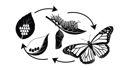 The life cycle of a butterfly is visually represented in a circular diagram depicted as a striking silhouette high quality professional © CreativeAlim02