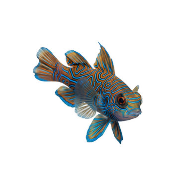 A vibrant mandarin dragonet fish displaying intricate orange and blue maze-like patterns on body isolated on transparent background
