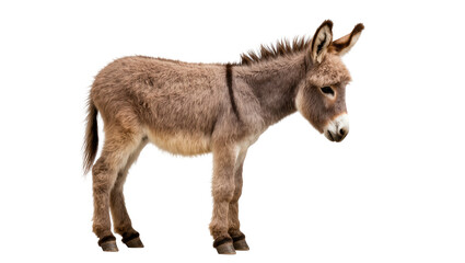 Obraz premium Sweet young baby donkey, full body profile, with soft fur, looking down thoughtfully.