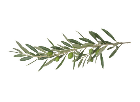 A detailed branch of an olive tree featuring multiple small green olives and thin pointed leaves isolated on transparent background