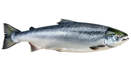 Fototapeta premium Premium fresh raw whole salmon fish, vibrant and healthy, ideal for gourmet cuisine