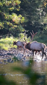 Elk herd crossing river with bull leading, backlit water splashes and rutting season behavior