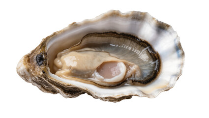 Single raw oyster half shell closeup with fresh mollusk meat, a delectable seafood appetizer © Antonio