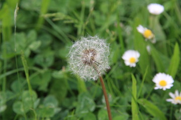 Fototapeta premium dandelions in the grass in Europe